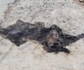 Κρήτη: Βρήκε πτώμα καμένου σκύλου κοντά στο Βιομηχανικό Πάρκο Χανίων