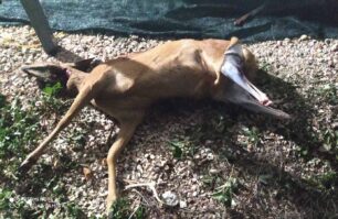 Συνέλαβαν κυνηγούς που σκότωσαν ζαρκάδι στην περιοχή της Μεγάρχης Άρτας