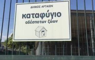 Μέσα στα κόπρανα ζουν διαρκώς τα έγκλειστα σκυλιά στο παράνομο Δημοτικό Κυνοκομείο του Δήμου Αρταίων (βίντεο)