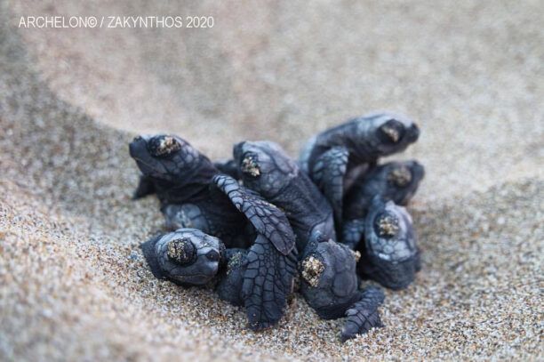 ΑΡΧΕΛΩΝ: Η καραντίνα διευκόλυνε την ωοτοκία της θαλάσσιας χελώνας αλλά δεν προκάλεσε αύξηση φωλιών