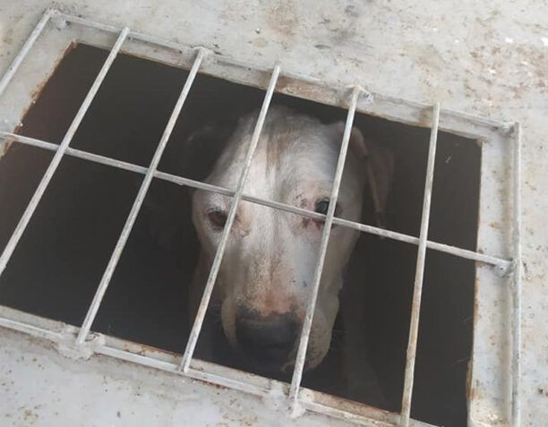Δουνέικα Ηλείας: Ο σκύλος παρέμενε φυλακισμένος στο κλουβί (βίντεο)
