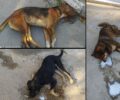 Τρία σκυλιά δολοφονημένα με φόλες στο νεκροταφείο της Έδεσσας Πέλλας
