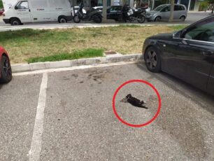 Βρήκε γάτα νεκρή με θηλιά στον λαιμό στον δημοτικό χώρο στάθμευσης στο Αγρίνιο Αιτωλοακαρνανίας