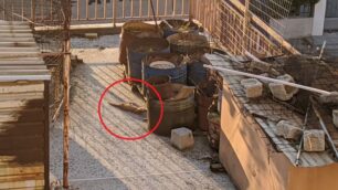 Γάτες δολοφονημένες με φόλες στο Ίλιον Αττικής