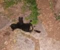Μεσσηνία: Έκοψε κομμάτια γάτα και άφησε το πτώμα στην αυλή φιλόζωου στην Καλαμάτα