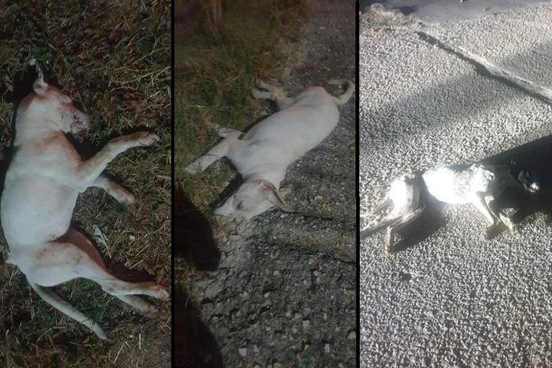 Πολλά ζώα δολοφονημένα με φόλες στο Καστρί Πρέβεζας
