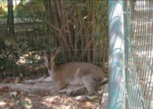 Ως πότε ο Δήμος Χανίων θα επιτρέπει τον βασανισμό ζώων μέσα στα κλουβιά του Δημοτικού Κήπου;