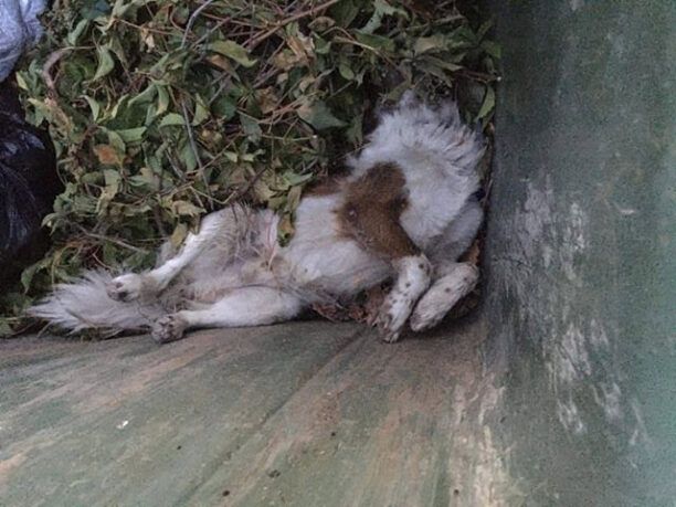 Λέσβος: Με φόλες δηλητηρίασε γάτες και σκύλο στην Αγία Μαρίνα Μυτιλήνης