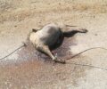 Μεσολόγγι Αιτωλοακαρνανίας: Βρήκαν πτώμα του σκύλου δεμένο με σχοινιά πεταμένο στον δρόμο