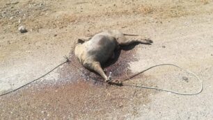 Μεσολόγγι Αιτωλοακαρνανίας: Βρήκαν πτώμα του σκύλου δεμένο με σχοινιά πεταμένο στον δρόμο