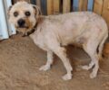 Αναρρώνει ο σκύλος που βρέθηκε πυροβολημένος στη Μικρομάνη Μεσσηνίας