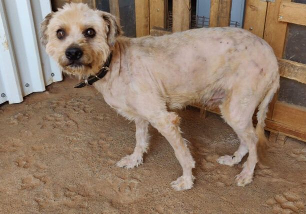 Αναρρώνει ο σκύλος που βρέθηκε πυροβολημένος στη Μικρομάνη Μεσσηνίας