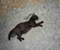 Σκυλιά και γάτες δολοφονημένα με φόλες στον Πολύγυρο Χαλκιδικής (βίντεο)