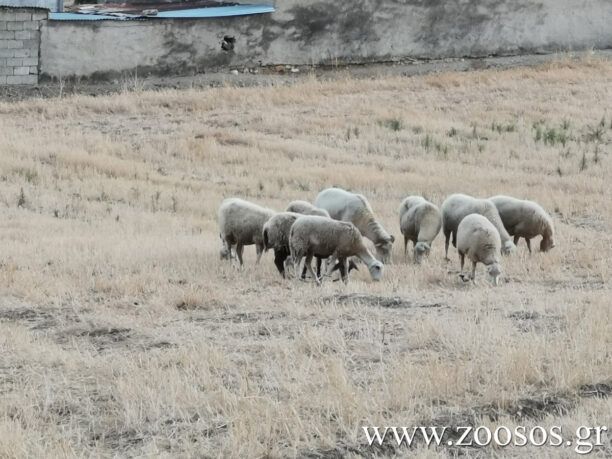 Και στην Πάρο κτηνοτρόφοι συνεχίζουν να κακοποιούν τα ζώα τους με την παστούρα (βίντεο)