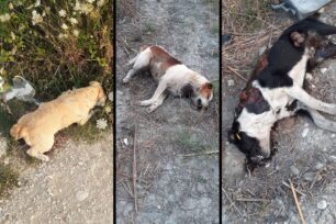 Περισσότερα από 20 σκυλιά δολοφονήθηκαν με φόλες στη Σαλαώρα Άρτας