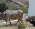 Θα βρει η Αστυνομία ποιος κακοποιεί αγελάδες και ταύρους στη Σέριφο; (Βίντεο)