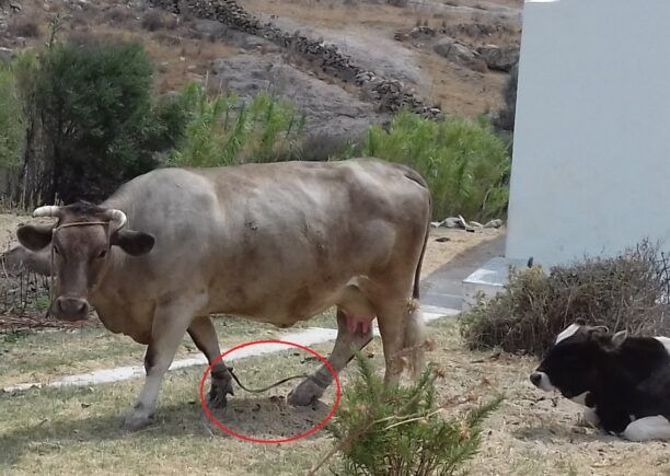 Θα βρει η Αστυνομία ποιος κακοποιεί αγελάδες και ταύρους στη Σέριφο; (Βίντεο)