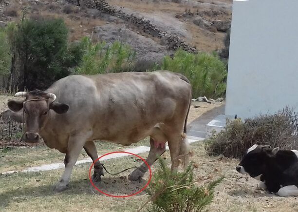 Θα βρει η Αστυνομία ποιος κακοποιεί αγελάδες και ταύρους στη Σέριφο; (Βίντεο)