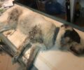 Έριξαν φόλες στην Αγραπιδιά Φλώρινας για να σκοτώσουν τα ποιμενικά σκυλιά του ΑΡΚΤΟΥΡΟΥ