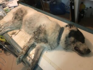 Έριξαν φόλες στην Αγραπιδιά Φλώρινας για να σκοτώσουν τα ποιμενικά σκυλιά του ΑΡΚΤΟΥΡΟΥ