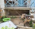 Νέα Βρασνά Θεσσαλονίκης: Έσωσαν σκύλο που ιδιοκτήτης του εγκατέλειψε δεμένο χωρίς τροφή και νερό σε αυλή σπιτιού
