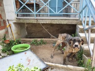 Νέα Βρασνά Θεσσαλονίκης: Έσωσαν σκύλο που ιδιοκτήτης του εγκατέλειψε δεμένο χωρίς τροφή και νερό σε αυλή σπιτιού