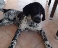 Πέθανε σκύλος που πυροβολήθηκε με αεροβόλο στον Άγιο Νικόλαο Εύβοιας