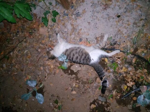 Με φόλες δολοφόνησε γάτες στον Άγιο Δημήτριο Άρτας