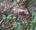 Δολοφονημένα με φόλες σκυλιά στην Αγραπιδιά Φλώρινας