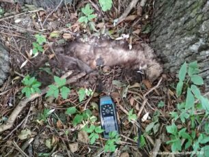 Δολοφονημένα με φόλες σκυλιά στην Αγραπιδιά Φλώρινας