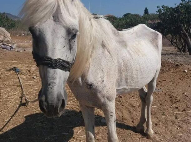 Καταγγέλλει την κακοποίηση αλόγων από αγωγιάτη στην Αίγινα