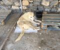 Έκκληση για τη φιλοξενία του παράλυτου σκύλου που βρίσκεται στο Αμύνταιο Φλώρινας