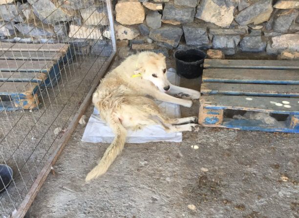 Έκκληση για τη φιλοξενία του παράλυτου σκύλου που βρίσκεται στο Αμύνταιο Φλώρινας