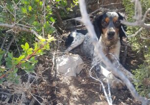 Έσωσαν σκύλο που κάποιος πέταξε σε ακατοίκητο νησάκι κοντά στην Αντίπαρο (βίντεο)