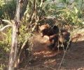 Φλώρινα: Έσωσαν αρκούδα που βρέθηκε παγιδευμένη σε παράνομη συρμάτινη θηλιά κυνηγών