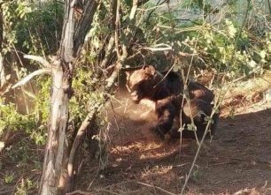 Φλώρινα: Έσωσαν αρκούδα που βρέθηκε παγιδευμένη σε παράνομη συρμάτινη θηλιά κυνηγών