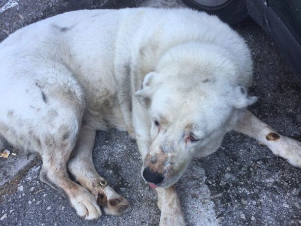 Βασάνισε μέχρι θανάτου τον ηλικιωμένο αδέσποτο σκύλο έξω από το Νοσοκομείο Άρτας