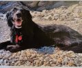 Χάθηκε θηλυκός μαύρος σκύλος στην Άνδρο