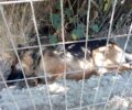 Ατσιπόπουλο Ρεθύμνου: Δηλητηρίασε με φόλες τρία αδέσποτα σκυλιά που φιλοξενούνταν σε κτήμα μέχρι να βρουν σπιτικό