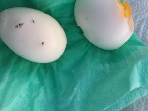 Μεσοπόταμος Πρέβεζας: Βρήκε φόλες - αυγά με πρόκες & καρφίτσες έξω από το σπίτι του