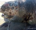 Καστροσυκιά Πρέβεζας: Ακόμα μια θαλάσσια χελώνα Caretta caretta δολοφονημένη από ψαρά