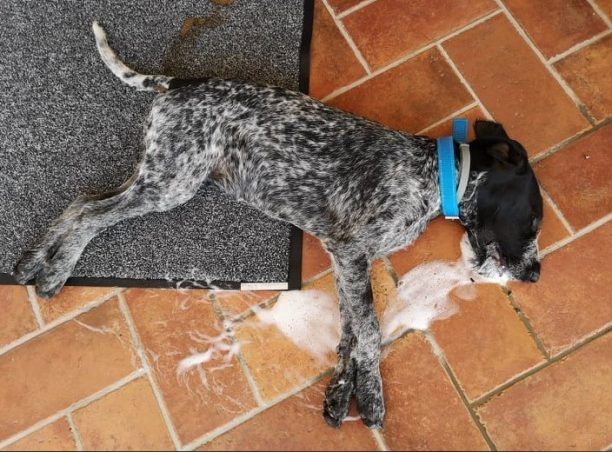 Σκυλιά δολοφονημένα με φόλες στο Μαυρούδι Θεσπρωτίας