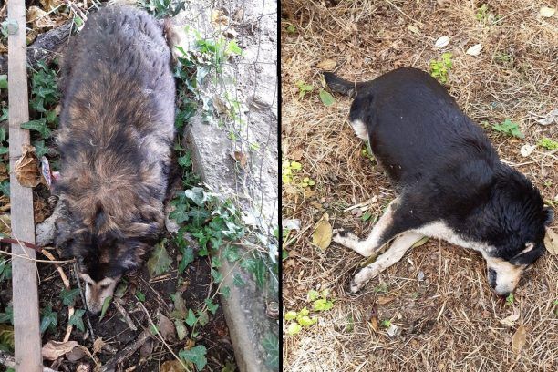 Έδεσσα Πέλλας: Αναζητούν ποιος σκότωσε με φόλες ακόμα δύο αδέσποτες σκυλίτσες