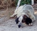 Χάθηκε αρσενικός σκύλος στη Νεάπολη Μαγνησίας