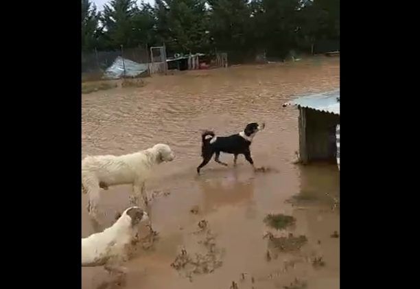 Φάρσαλα Λάρισας: Ζητούν βοήθεια για τα σκυλιά μετά την καταστροφική πλημμύρα (βίντεο)
