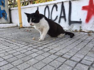 Έκκληση για τη γάτα που σερνόταν στην άσφαλτο στην Καλλιθέα Αττικής