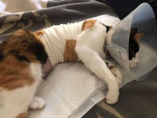 Έκκληση να καλυφθούν τα έξοδα γάτας που πάσχει από καρκίνο και βρίσκεται στα Χανιά