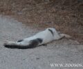 Γάτες και περιστέρια δολοφονημένα με φόλες στο άλσος Παπάγου