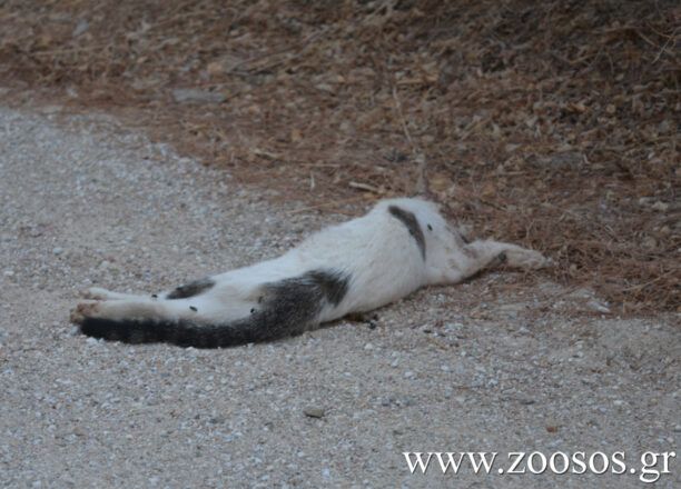 Γάτες και περιστέρια δολοφονημένα με φόλες στο άλσος Παπάγου