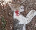 Αχαρνές Αττικής: Βρήκε το γατάκι της νεκρό, πυροβολημένο με αεροβόλο